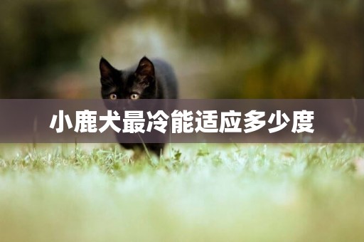 小鹿犬最冷能適應多少度