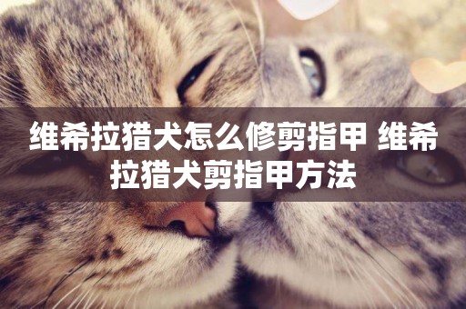 維希拉獵犬怎么修剪指甲 維希拉獵犬剪指甲方法
