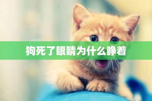 狗死了眼睛為什么睜著
