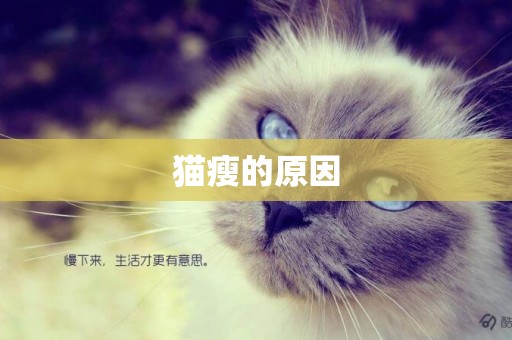 貓瘦的原因