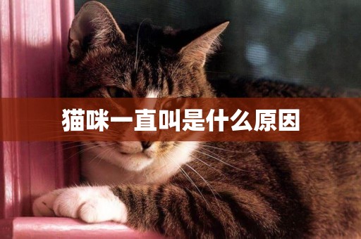 貓咪一直叫是什么原因