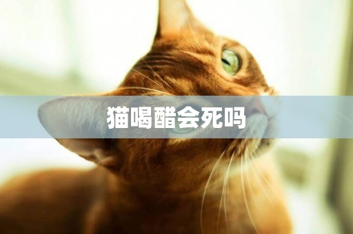 貓喝醋會死嗎