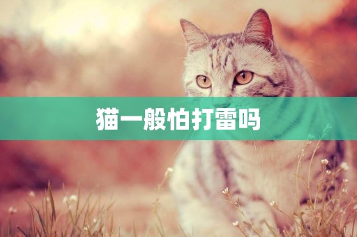貓一般怕打雷嗎