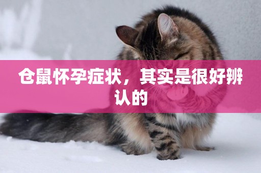 倉鼠懷孕癥狀，其實是很好辨認的