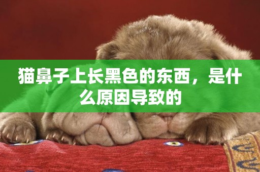 貓鼻子上長黑色的東西，是什么原因導致的