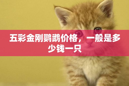 五彩金剛鸚鵡價格，一般是多少錢一只