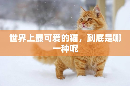 世界上最可愛的貓，到底是哪一種呢