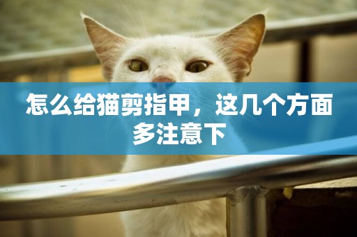 怎么給貓剪指甲，這幾個方面多注意下