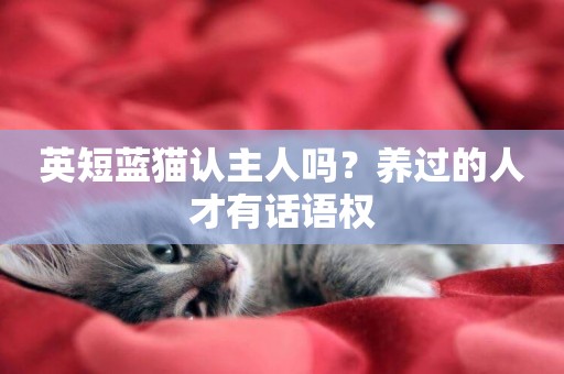 英短藍貓認主人嗎？養過的人才有話語權