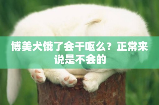 博美犬餓了會干嘔么？正常來說是不會的