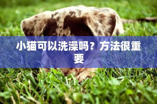 小貓可以洗澡嗎？方法很重要