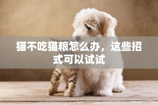 貓不吃貓糧怎么辦，這些招式可以試試