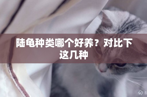 陸龜種類哪個好養？對比下這幾種