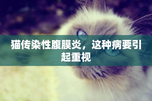 貓傳染性腹膜炎，這種病要引起重視