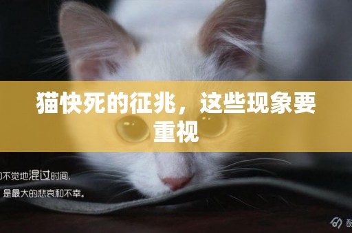 貓快死的征兆，這些現象要重視