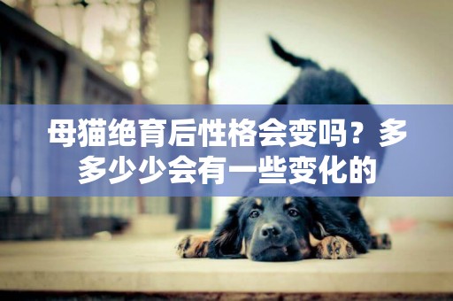 母貓絕育后性格會變嗎？多多少少會有一些變化的