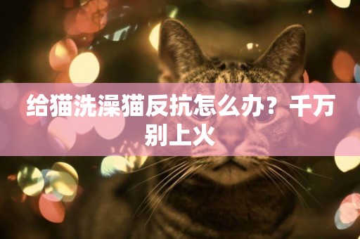 給貓洗澡貓反抗怎么辦？千萬別上火