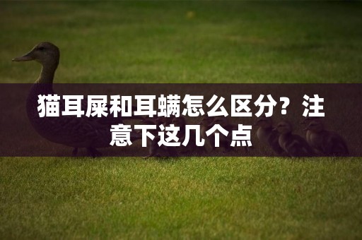 貓耳屎和耳螨怎么區分？注意下這幾個點