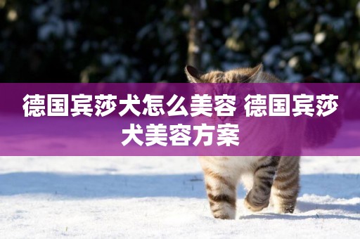 德國賓莎犬怎么美容 德國賓莎犬美容方案