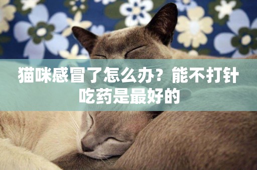 貓咪感冒了怎么辦？能不打針吃藥是最好的