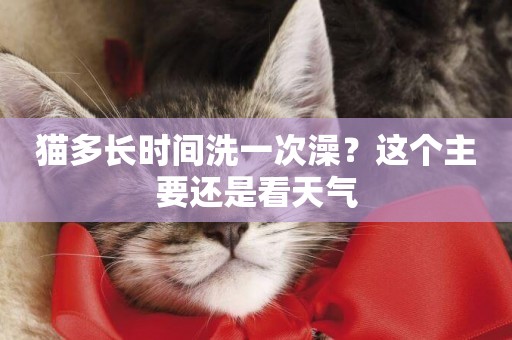 貓多長時間洗一次澡？這個主要還是看天氣