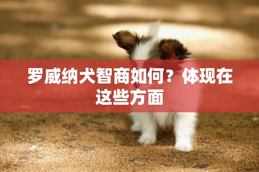 羅威納犬智商如何？體現在這些方面
