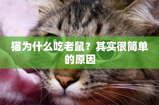 貓為什么吃老鼠？其實很簡單的原因