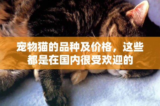 寵物貓的品種及價格，這些都是在國內很受歡迎的