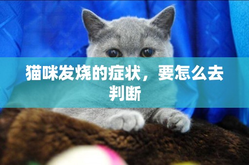 貓咪發燒的癥狀，要怎么去判斷