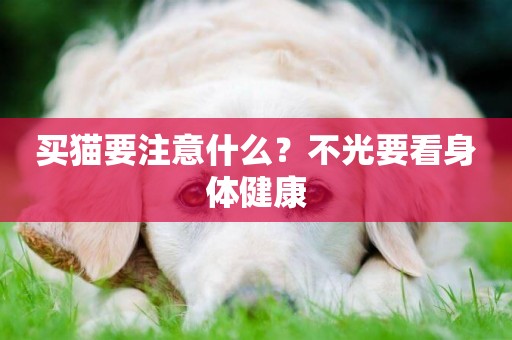 買貓要注意什么？不光要看身體健康