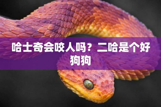 哈士奇會咬人嗎？二哈是個好狗狗