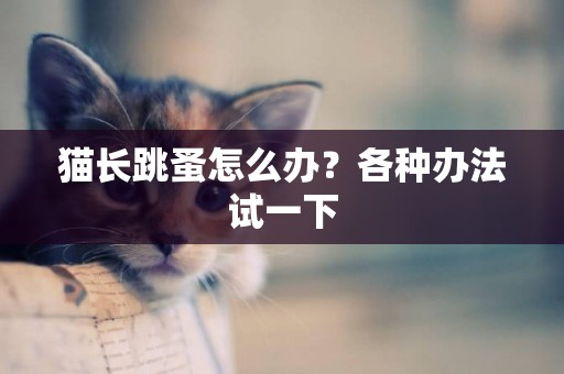 貓長跳蚤怎么辦？各種辦法試一下