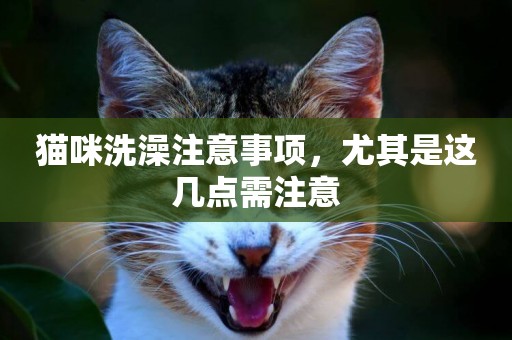 貓咪洗澡注意事項，尤其是這幾點需注意