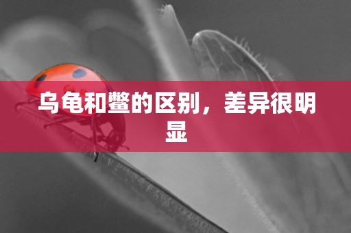 烏龜和鱉的區別，差異很明顯