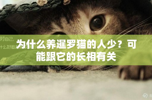 為什么養暹羅貓的人少？可能跟它的長相有關