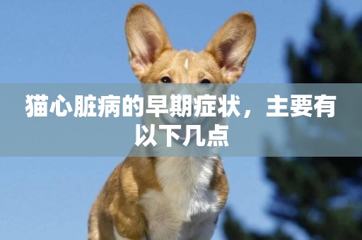 貓心臟病的早期癥狀，主要有以下幾點