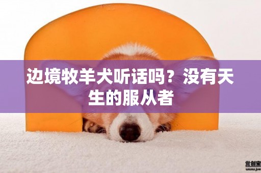 邊境牧羊犬聽話嗎？沒有天生的服從者
