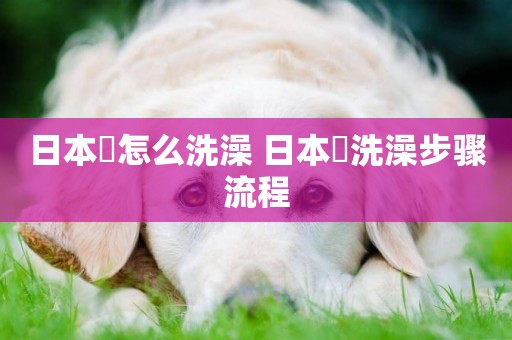 日本狆怎么洗澡 日本狆洗澡步驟流程