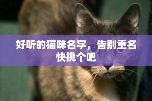 好聽的貓咪名字，告別重名快挑個吧