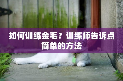 如何訓練金毛？訓練師告訴點簡單的方法