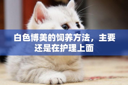 白色博美的飼養方法，主要還是在護理上面