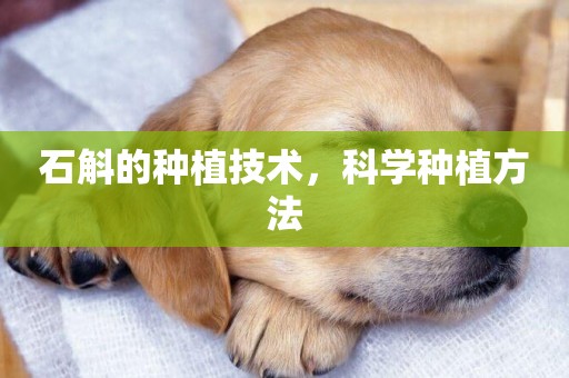 石斛的種植技術，科學種植方法