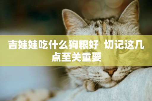 吉娃娃吃什么狗糧好  切記這幾點至關重要