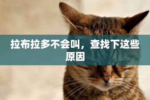 拉布拉多不會叫，查找下這些原因