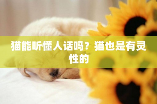 貓能聽懂人話嗎？貓也是有靈性的