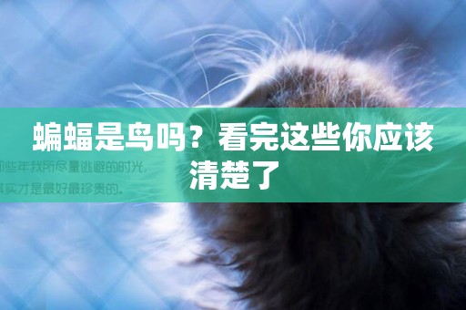 蝙蝠是鳥嗎？看完這些你應該清楚了