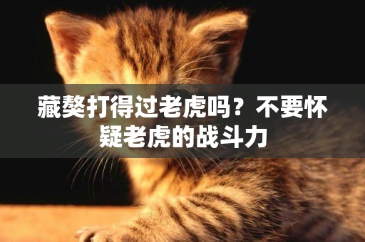 藏獒打得過老虎嗎？不要懷疑老虎的戰斗力