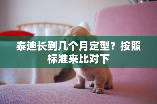 泰迪長到幾個月定型？按照標準來比對下