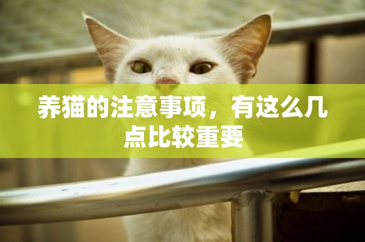 養貓的注意事項，有這么幾點比較重要