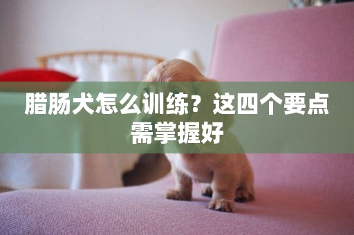 臘腸犬怎么訓練？這四個要點需掌握好